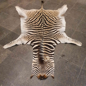 Schitterende Zebra Huid A Kwaliteit Schitterende Zebra Huid A Kwaliteit